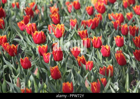 Fire / flame tulips flowering on sunny spring day at Tulip Top Garden, NSW, Australia Stock Photo