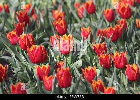 Fire / flame tulips flowering on sunny spring day at Tulip Top Garden, NSW, Australia Stock Photo