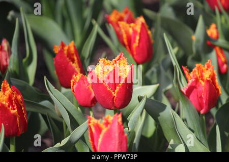 Fire / flame tulips flowering on sunny spring day at Tulip Top Garden, NSW, Australia Stock Photo