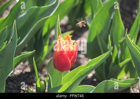 Fire / flame tulips flowering on sunny spring day at Tulip Top Garden, NSW, Australia Stock Photo