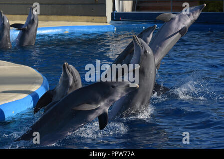Madrid, Spain. 27th Sep, 2018. Common bottlenose dolphins pictured during a show at the Madrid Zoo and Aquarium. Credit: Jorge Sanz/Pacific Press/Alamy Live News Stock Photo