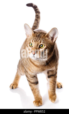 Thoroughbred striped Serengeti cat on a white background Stock Photo
