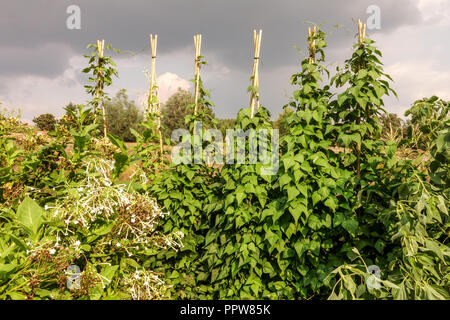 Green beans growing on the vine in vegetable garden Stock Photo