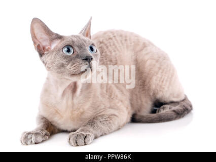 Lying devon rex cat. looking away. isolated on white background Stock Photo