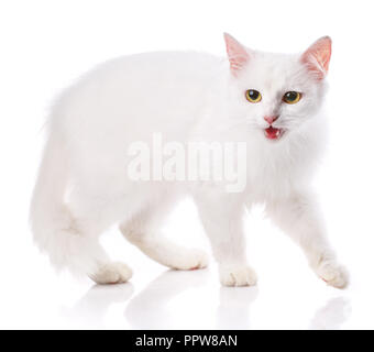 The white cat stands with an open mouth. Isolated on a white