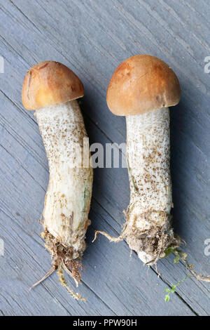 A small fresh forest mushrooms  lie on blue wooden table. Outdoor macro shot Stock Photo