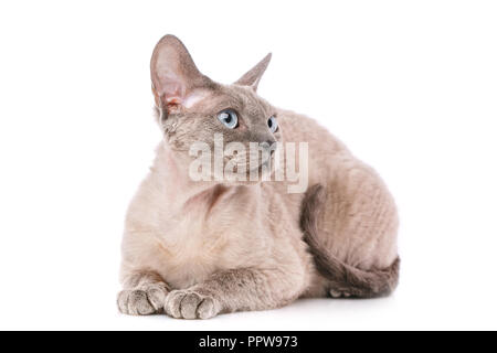 Devon Rex. Portrait on a white background Stock Photo