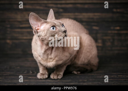 Lying devon rex cat. looking away on dark background Stock Photo