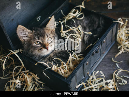 A small, fluffy kitten lying in a box. Stock Photo