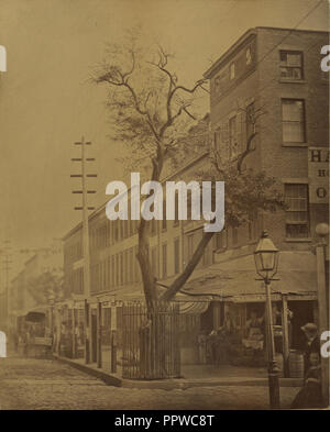 The Stuyvesant Pear Tree; Jeremiah Gurney, American, 1812 - 1895, New York, New York, United States; August 22, 1863; Albumen Stock Photo