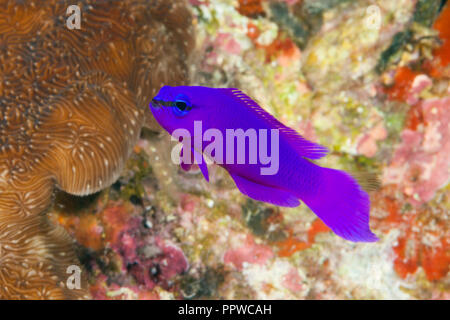 purple-dottyback-pseudochromis