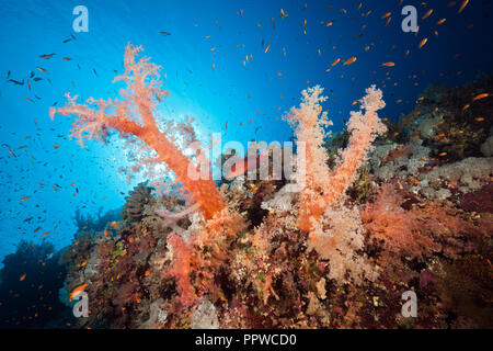Colored Soft Corals, Dendronephthya sp., Brother Islands, Red Sea, Egypt Stock Photo