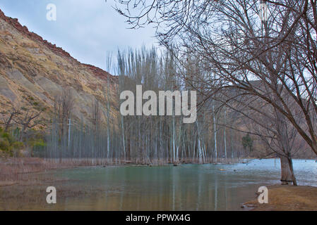 Trees in Potrerillos lake - Mendoza province - Argentina Stock Photo