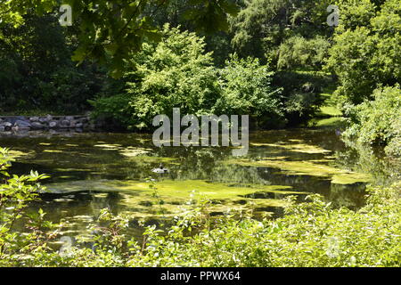 This photo was taken at Dow Gardens in Midland, Michigan Stock Photo