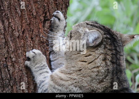 Tabby Cat scratching tree Stock Photo