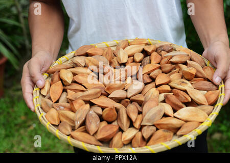 A pile of Pili nuts. Stock Photo