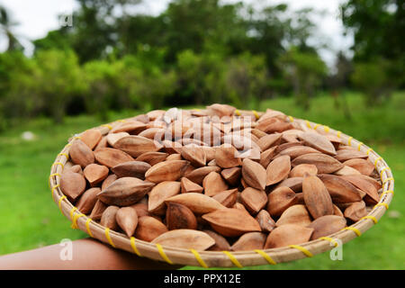 A pile of Pili nuts. Stock Photo