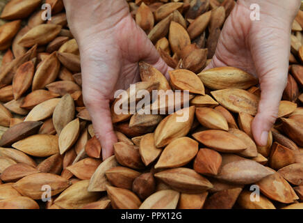 A pile of Pili nuts. Stock Photo