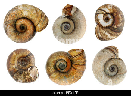 Small death  dry aged cockleshells that live in the lithuanian lakes . Isolated on white studio macro set Stock Photo