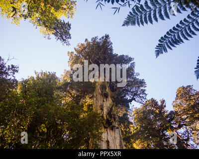 Larch in the Andes range, big tree in patagonia. Natural Park Pumalin in Chile. Tallest trees. South chile Stock Photo