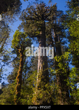 Larch in the Andes range, big tree in patagonia. Natural Park Pumalin in Chile. Tallest trees. South chile Stock Photo