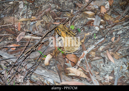 Cane Toad at Night in the sunshine coast hinterland Stock Photo