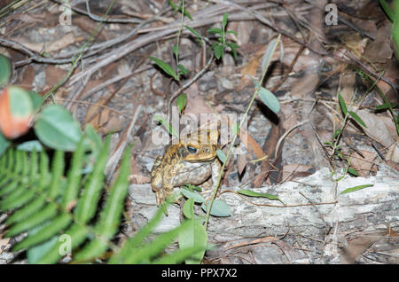 Cane Toad at Night in the sunshine coast hinterland Stock Photo