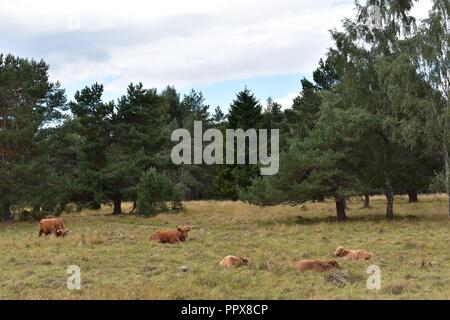 Highland Cattle, Aviemore, Highlands of Scotland Stock Photo
