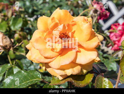 Orange Hybrid Tea 'Simply the Best' deciduous bush rose (AKA Rosa 'Simply the Best', Rose 'Macamster') in Summer in the UK. Stock Photo