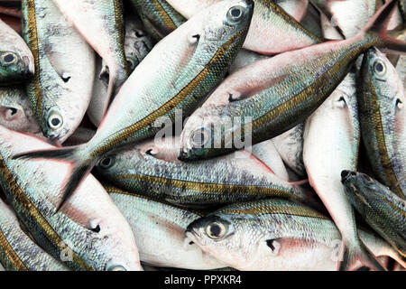 Freshly caught fish at wet market in Kota Kinabalu, Borneo, Malaysia Stock Photo