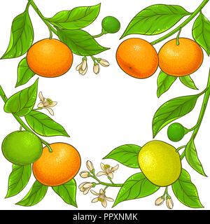 mandarin vector frame on white background Stock Vector