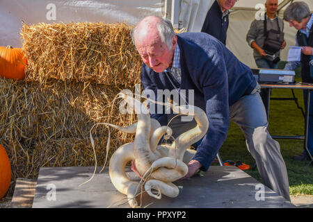 Malvern Three Counties Showground, Worcestershire, UK, 28th September 2018. Peter Glazebrook from Halam with his radish at The Malvern Autumn Show hosts the annual UK National Giant vegetables championship. Credit: Simon Maycock/Alamy Live News Stock Photo