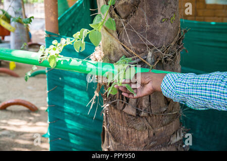 Unusual flower pot bed in the garden. A flower bed out of old plastic tubes. flowerbed design. Spring, summer, garden. use of plastic bottles. Second  Stock Photo