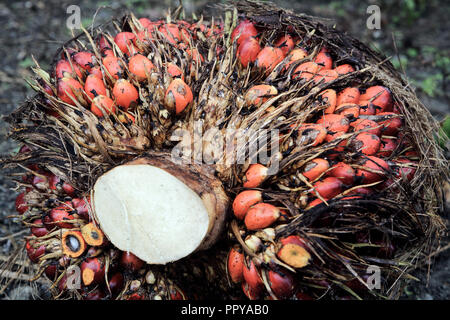 Harvested palm oil fruit ready for transportation in Borneo, Malaysia - Stock Photo