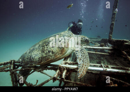 Female scuba diver looks at large green sea turtle resting on shipwreck underwater at Mabul Island, Borneo Stock Photo