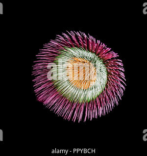 Colorful fireworks isolated on dark background. Stock Photo