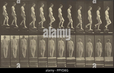 Animal Locomotion; Eadweard J. Muybridge, American, born England, 1830 - 1904, 1887; Collotype; 20 x 34.3 cm Stock Photo