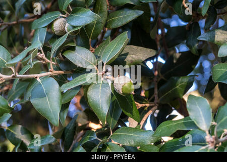 Acorns on a Holm Oak, aka Evergreen Oak, Holly Oak in The Byes, Sidmouth. Quercus ilex Stock Photo
