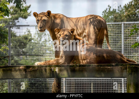 African Lions at Newquay Zoo, Cornwall Stock Photo
