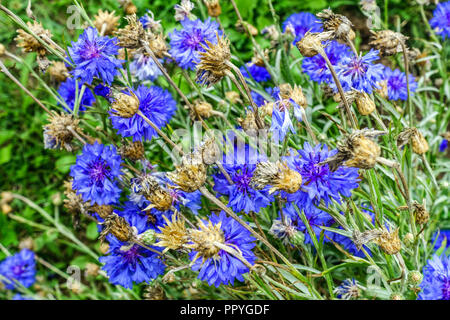 Cornflower, Centaurea cyanus in blue annual flower bed Stock Photo