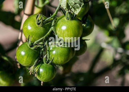 Green, unripe gardener's delight tomatoes on the vine Stock Photo