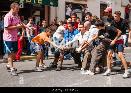Saint Gilles, Camargue-France 2016. The young men of the village chase the bull and stop him holding it by the horns Stock Photo