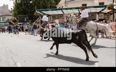 Saint Gilles ,Camargue-France 2016 Traditional festival every year in August, the horsemen conduct the bulls running through the streets of the villag Stock Photo