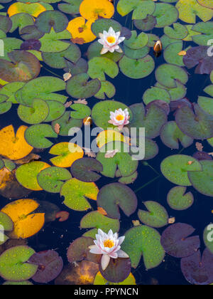 White water-lily and leaves in garden pond Stock Photo
