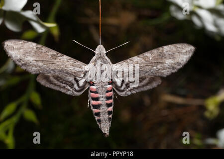 tobacco hawk moths feed exclusively Convolvulus hawk-moth feeding on jasmine tobacco Stock Photo