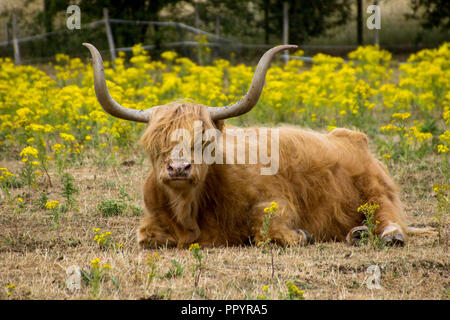 Scottish Highland cattle ( Bos Taurus) on a Hertfordshire farm in Sawbridgeworth sitting watching the world go by. Stock Photo