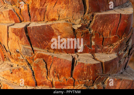 Abstract background of a palm tree with the rising sun showing off the red bark. Stock Photo