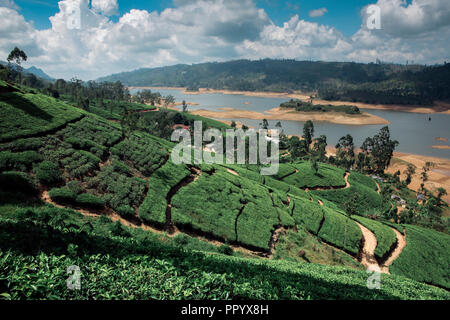 Scenic tea plantation and lake in Maskeliya, Sri Lanka Stock Photo