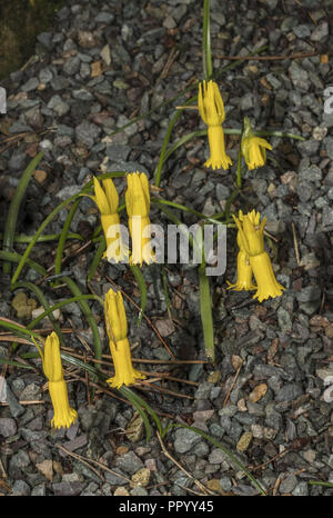 The cyclamen-flowered daffodil, Narcissus cyclamineus, Portugal. Stock Photo