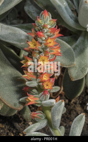 Chenille Plant, Echeveria leucotricha, in flower; succulent from Mexico. Stock Photo